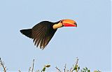 Toco Toucan